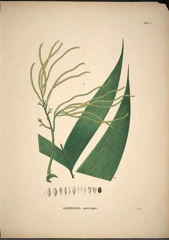 Reproducción/Reproduction 49785498321: Historia naturalis palmarum. Lipsiae: T.O. Weigel, [1823-50]. 