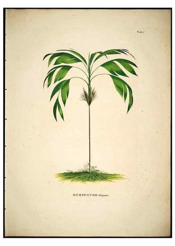 Reproducción/Reproduction 49784963683: Historia naturalis palmarum. Lipsiae: T.O. Weigel, [1823-50]. 