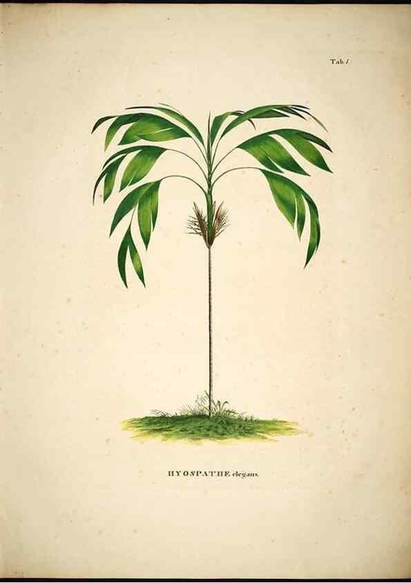 Reproducción/Reproduction 49784963683: Historia naturalis palmarum. Lipsiae: T.O. Weigel, [1823-50]. 