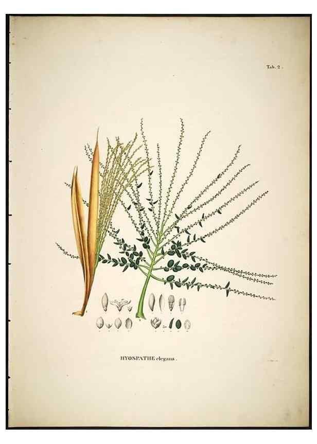 Reproducción/Reproduction 49785499216: Historia naturalis palmarum. Lipsiae: T.O. Weigel, [1823-50]. 