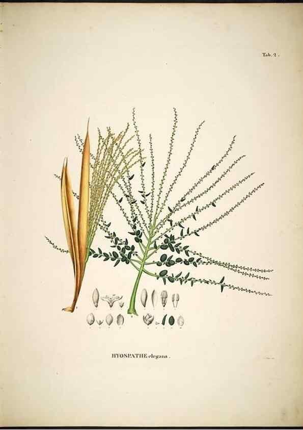 Reproducción/Reproduction 49785499216: Historia naturalis palmarum. Lipsiae: T.O. Weigel, [1823-50]. 