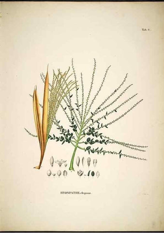 Reproducción/Reproduction 49785499216: Historia naturalis palmarum. Lipsiae: T.O. Weigel, [1823-50]. 