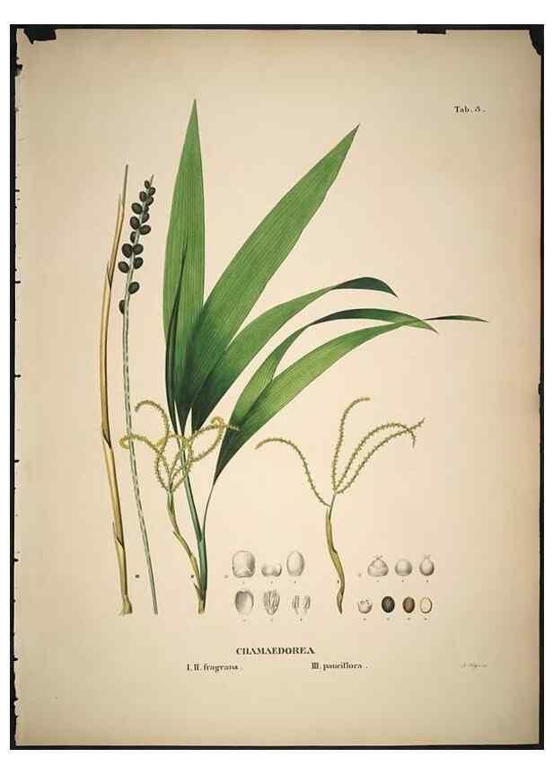 Reproducción/Reproduction 49785820352: Historia naturalis palmarum. Lipsiae: T.O. Weigel, [1823-50]. 