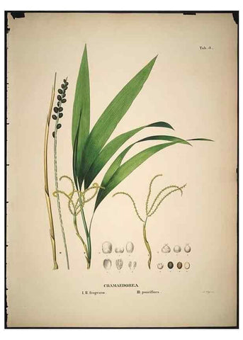 Reproducción/Reproduction 49785820352: Historia naturalis palmarum. Lipsiae: T.O. Weigel, [1823-50]. 