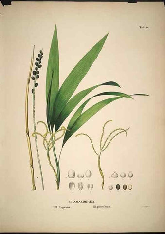 Reproducción/Reproduction 49785820352: Historia naturalis palmarum. Lipsiae: T.O. Weigel, [1823-50]. 