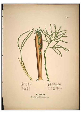 Reproducción/Reproduction 49785959457: Historia naturalis palmarum. Lipsiae: T.O. Weigel, [1823-50]. 