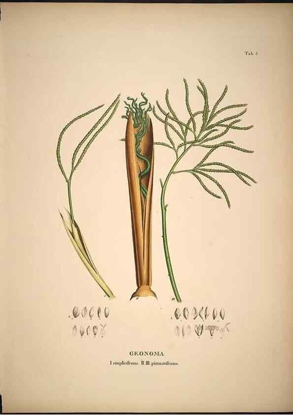 Reproducción/Reproduction 49785959457: Historia naturalis palmarum. Lipsiae: T.O. Weigel, [1823-50]. 