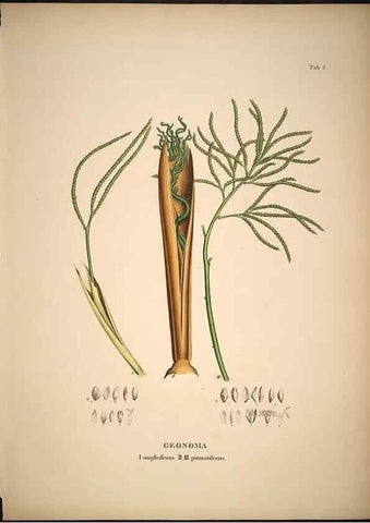 Reproducción/Reproduction 49785959457: Historia naturalis palmarum. Lipsiae: T.O. Weigel, [1823-50]. 