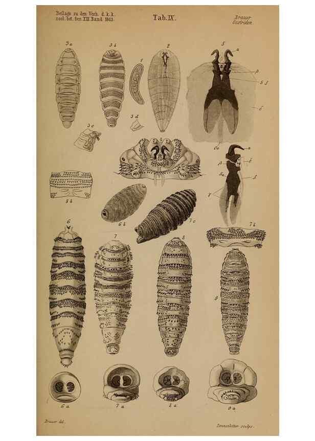 Reproducción/Reproduction 49785497551: Monographie der oestriden. Wien,Druck von C. Ueberreuter,1863.. 