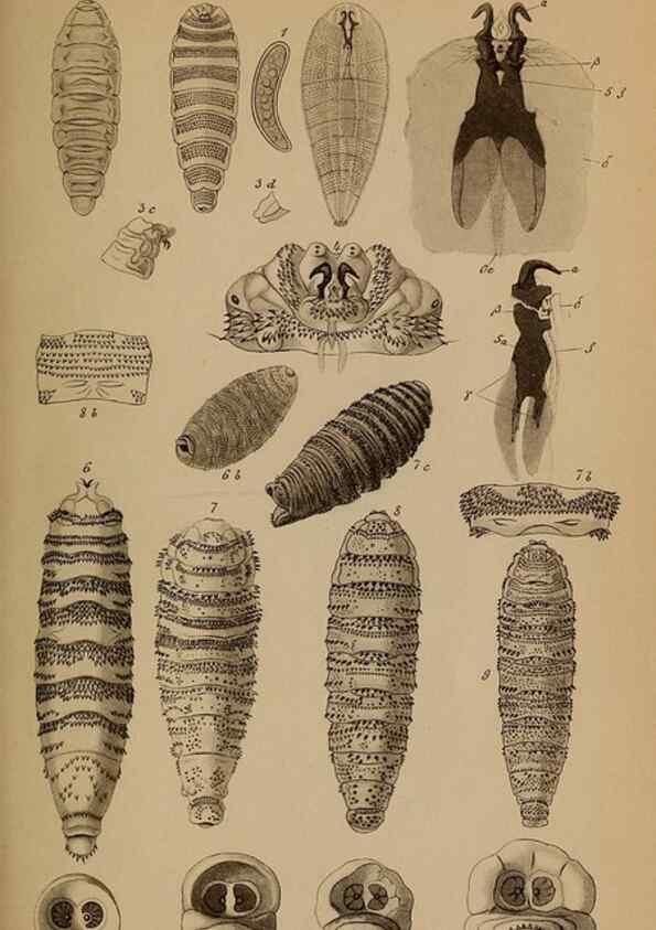 Reproducción/Reproduction 49785497551: Monographie der oestriden. Wien,Druck von C. Ueberreuter,1863.. 