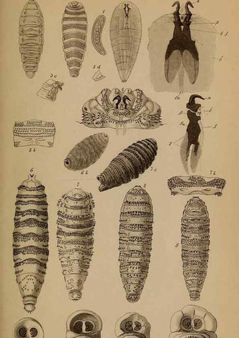 Reproducción/Reproduction 49785497551: Monographie der oestriden. Wien,Druck von C. Ueberreuter,1863.. 