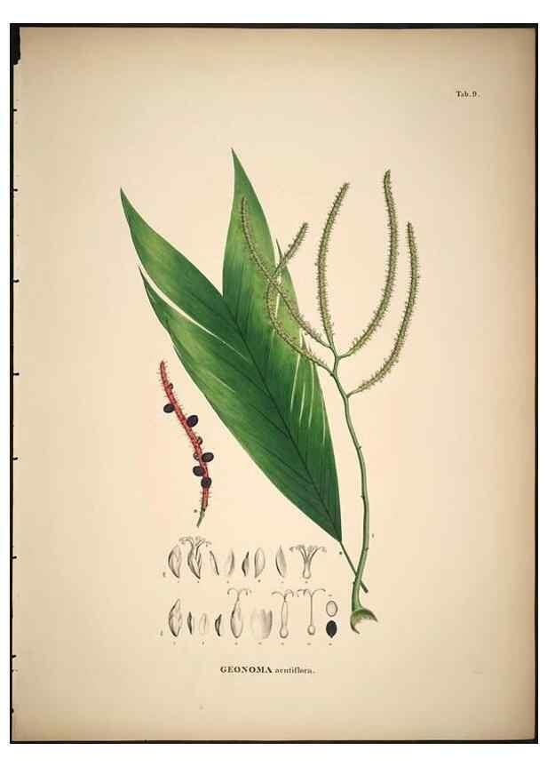 Reproducción/Reproduction 49785101613: Historia naturalis palmarum. Lipsiae: T.O. Weigel, [1823-50]. 