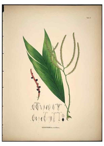 Reproducción/Reproduction 49785101613: Historia naturalis palmarum. Lipsiae: T.O. Weigel, [1823-50]. 