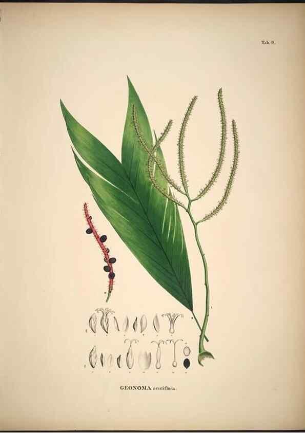 Reproducción/Reproduction 49785101613: Historia naturalis palmarum. Lipsiae: T.O. Weigel, [1823-50]. 