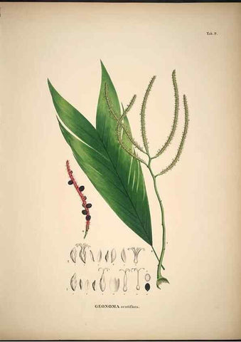 Reproducción/Reproduction 49785101613: Historia naturalis palmarum. Lipsiae: T.O. Weigel, [1823-50]. 
