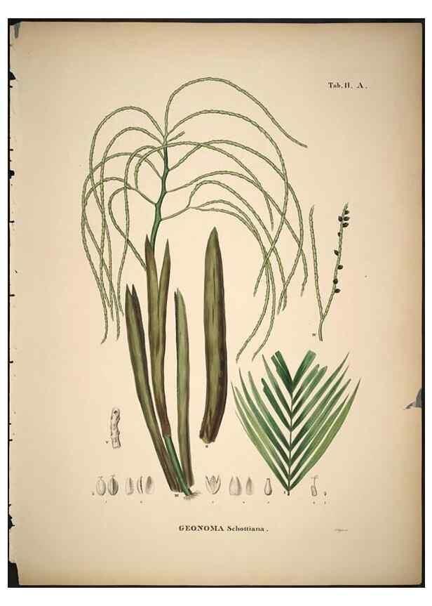 Reproducción/Reproduction 49785102333: Historia naturalis palmarum. Lipsiae: T.O. Weigel, [1823-50]. 