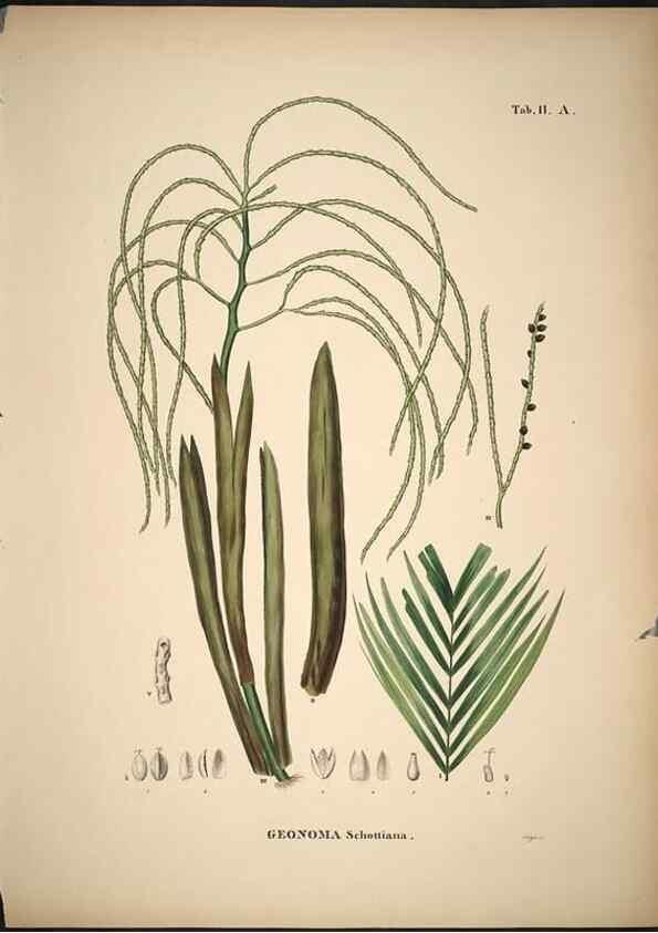 Reproducción/Reproduction 49785102333: Historia naturalis palmarum. Lipsiae: T.O. Weigel, [1823-50]. 