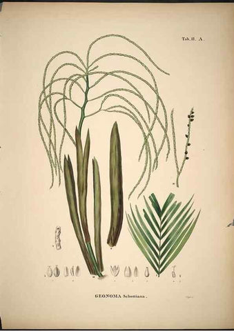 Reproducción/Reproduction 49785102333: Historia naturalis palmarum. Lipsiae: T.O. Weigel, [1823-50]. 