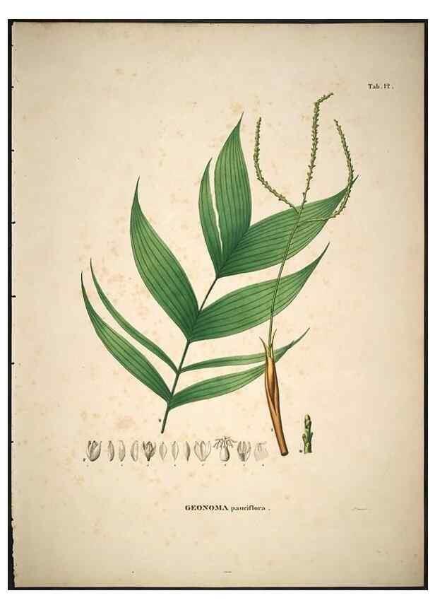 Reproducción/Reproduction 49785102643: Historia naturalis palmarum. Lipsiae: T.O. Weigel, [1823-50]. 