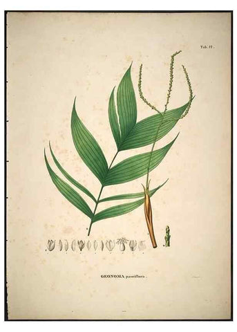 Reproducción/Reproduction 49785102643: Historia naturalis palmarum. Lipsiae: T.O. Weigel, [1823-50]. 