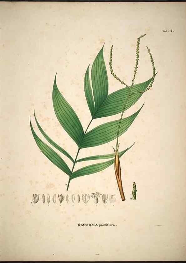 Reproducción/Reproduction 49785102643: Historia naturalis palmarum. Lipsiae: T.O. Weigel, [1823-50]. 