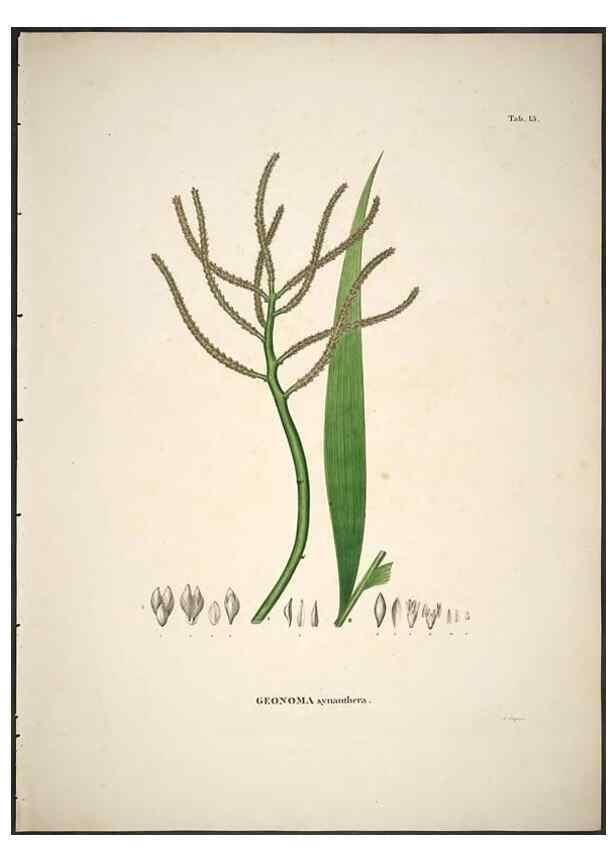 Reproducción/Reproduction 49785961007: Historia naturalis palmarum. Lipsiae: T.O. Weigel, [1823-50]. 