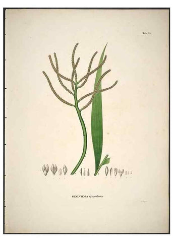 Reproducción/Reproduction 49785961007: Historia naturalis palmarum. Lipsiae: T.O. Weigel, [1823-50]. 