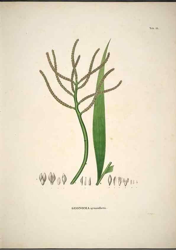 Reproducción/Reproduction 49785961007: Historia naturalis palmarum. Lipsiae: T.O. Weigel, [1823-50]. 