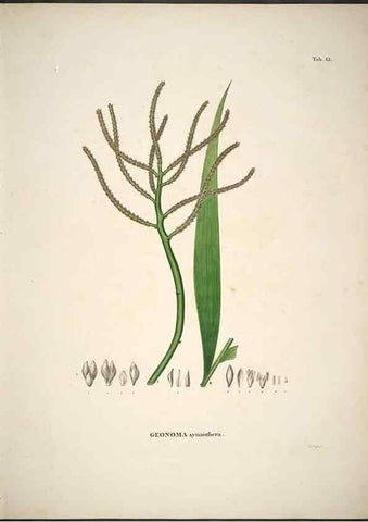 Reproducción/Reproduction 49785961007: Historia naturalis palmarum. Lipsiae: T.O. Weigel, [1823-50]. 