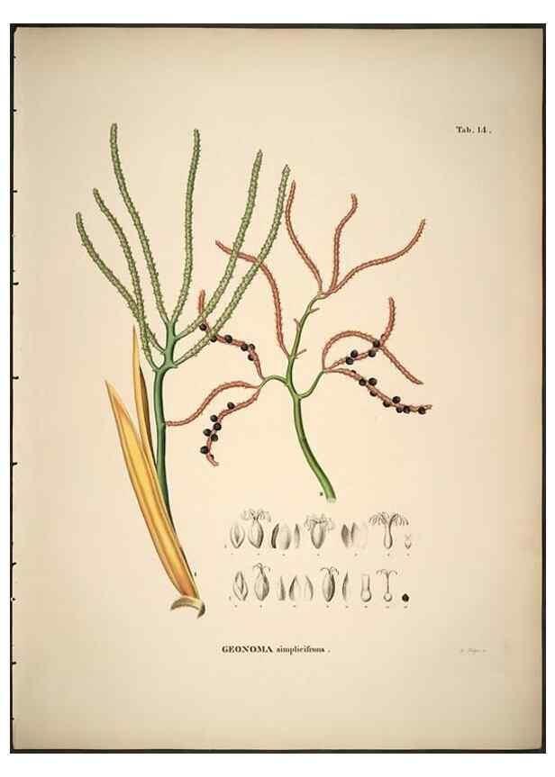 Reproducción/Reproduction 49785103138: Historia naturalis palmarum. Lipsiae: T.O. Weigel, [1823-50]. 