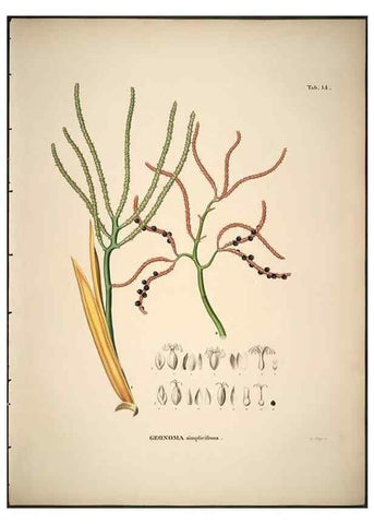 Reproducción/Reproduction 49785103138: Historia naturalis palmarum. Lipsiae: T.O. Weigel, [1823-50]. 