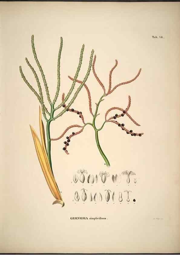 Reproducción/Reproduction 49785103138: Historia naturalis palmarum. Lipsiae: T.O. Weigel, [1823-50]. 