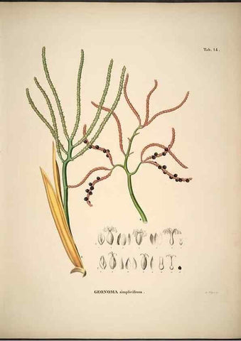 Reproducción/Reproduction 49785103138: Historia naturalis palmarum. Lipsiae: T.O. Weigel, [1823-50]. 