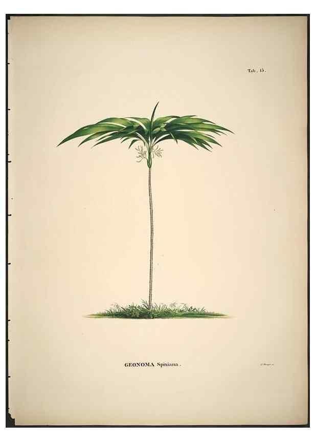 Reproducción/Reproduction 49785639031: Historia naturalis palmarum. Lipsiae: T.O. Weigel, [1823-50]. 