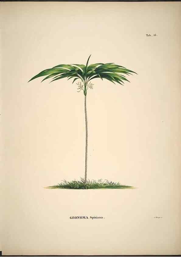 Reproducción/Reproduction 49785639031: Historia naturalis palmarum. Lipsiae: T.O. Weigel, [1823-50]. 