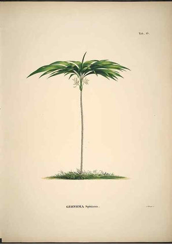Reproducción/Reproduction 49785639031: Historia naturalis palmarum. Lipsiae: T.O. Weigel, [1823-50]. 