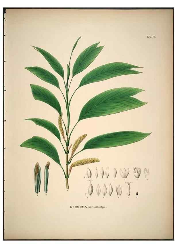 Reproducción/Reproduction 49785639486: Historia naturalis palmarum. Lipsiae: T.O. Weigel, [1823-50]. 