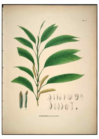 Reproducción/Reproduction 49785639486: Historia naturalis palmarum. Lipsiae: T.O. Weigel, [1823-50]. 