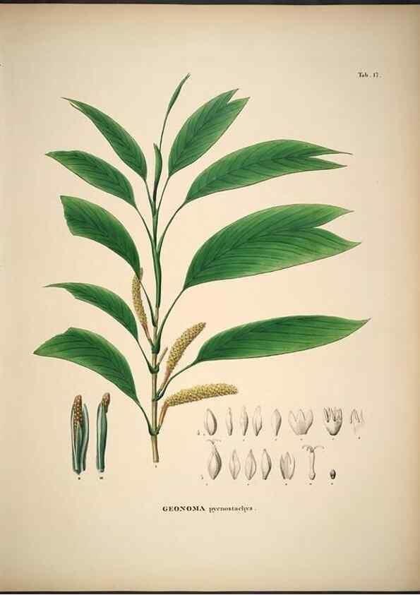 Reproducción/Reproduction 49785639486: Historia naturalis palmarum. Lipsiae: T.O. Weigel, [1823-50]. 