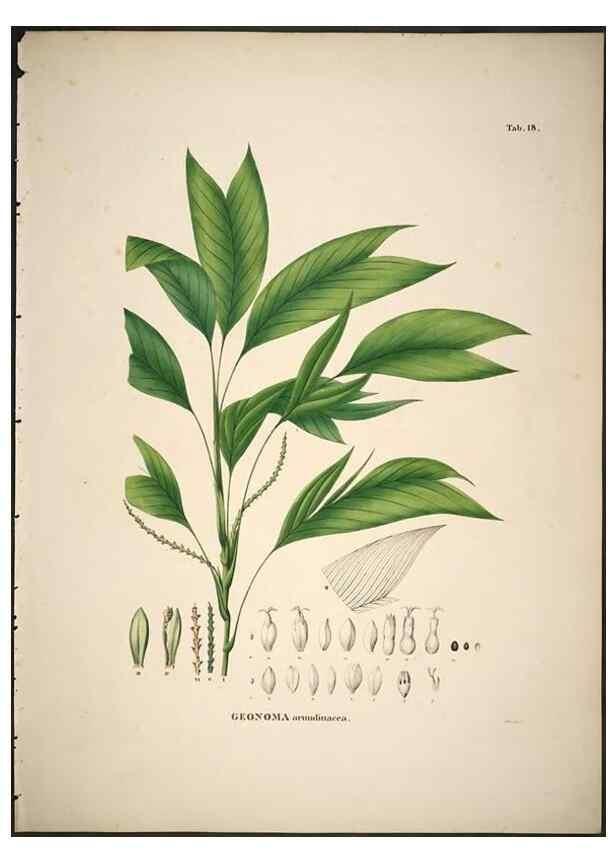 Reproducción/Reproduction 49785962207: Historia naturalis palmarum. Lipsiae: T.O. Weigel, [1823-50]. 