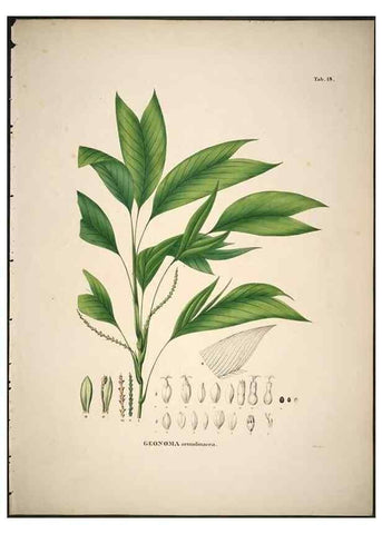 Reproducción/Reproduction 49785962207: Historia naturalis palmarum. Lipsiae: T.O. Weigel, [1823-50]. 
