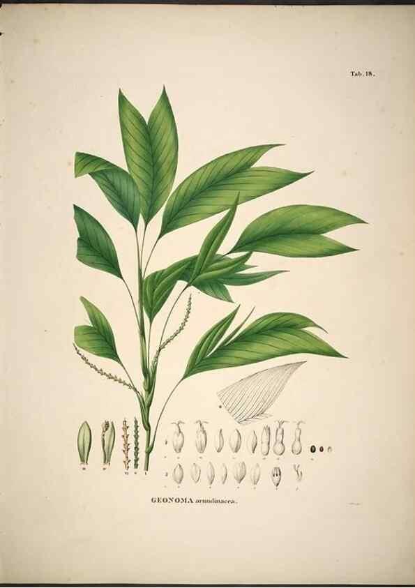 Reproducción/Reproduction 49785962207: Historia naturalis palmarum. Lipsiae: T.O. Weigel, [1823-50]. 