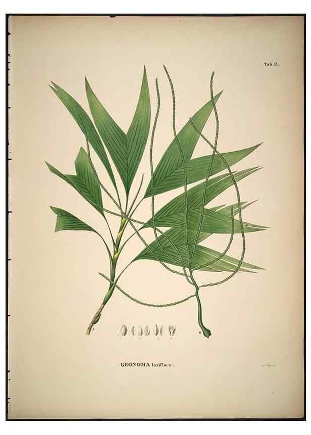 Reproducción/Reproduction 49785960287: Historia naturalis palmarum. Lipsiae: T.O. Weigel, [1823-50]. 