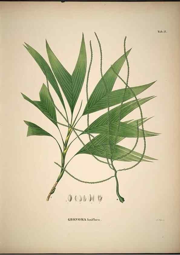 Reproducción/Reproduction 49785960287: Historia naturalis palmarum. Lipsiae: T.O. Weigel, [1823-50]. 