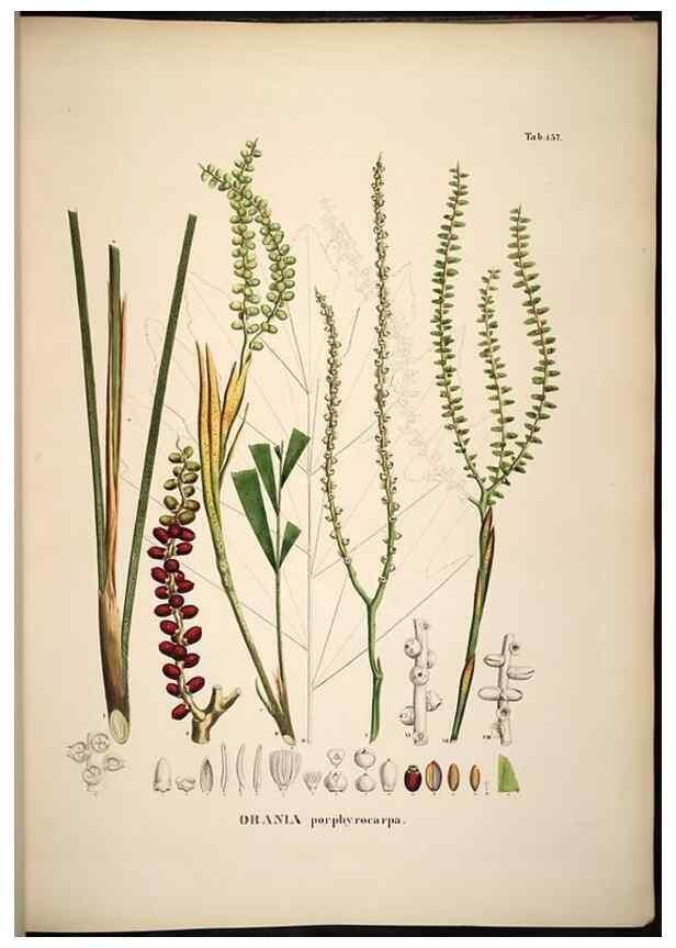 Reproducción/Reproduction 49784533373: Historia naturalis palmarum. Lipsiae: T.O. Weigel, [1823-50]. 