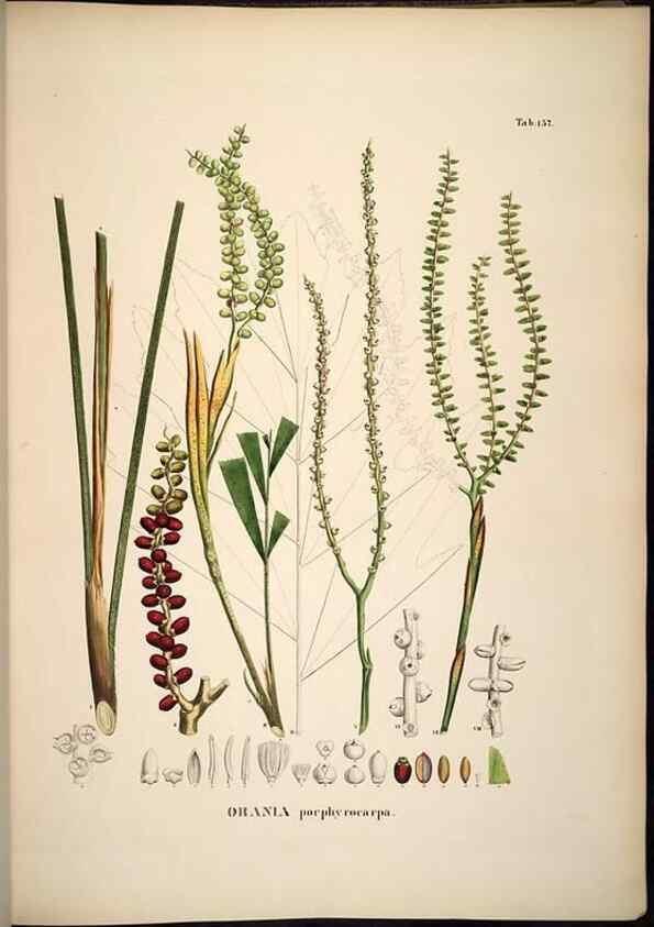 Reproducción/Reproduction 49784533373: Historia naturalis palmarum. Lipsiae: T.O. Weigel, [1823-50]. 