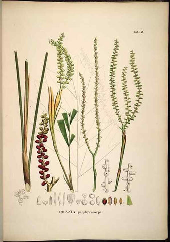 Reproducción/Reproduction 49784533373: Historia naturalis palmarum. Lipsiae: T.O. Weigel, [1823-50]. 