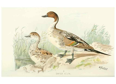 Reproducción/Reproduction 49785697316: Indian sporting birds /. London :Francis Edwards,1915.. 