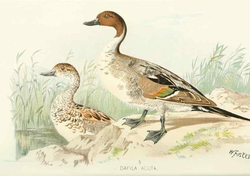 Reproducción/Reproduction 49785697316: Indian sporting birds /. London :Francis Edwards,1915.. 