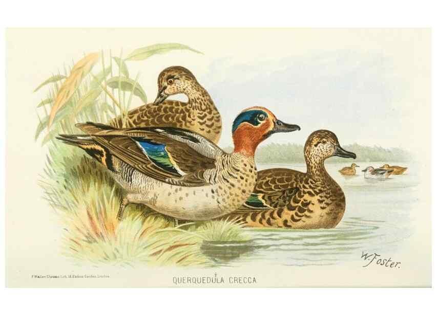 Reproducción/Reproduction 49785162063: Indian sporting birds /. London :Francis Edwards,1915.. 